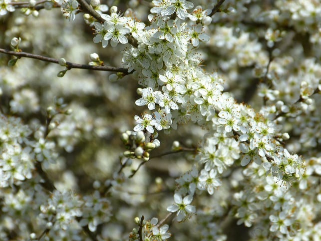 die-schlehe-ist-eine-insektenfreundliche-hecke-im-cc0-pixabay-loggawiggler-220419_download Die Schlehe ist eine insektenfreundliche Hecke im Blumengarten.