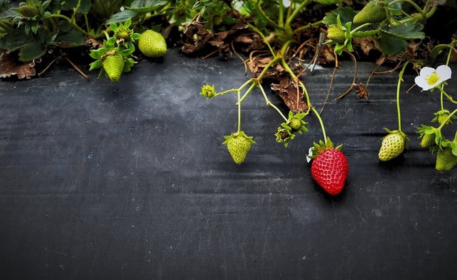 erdbeeren-zaehlen-zu-den-schwachzehrern-cc0-pixabay-free-photos-190531_download Erdbeeren zählen zu den Schwachzehrern.