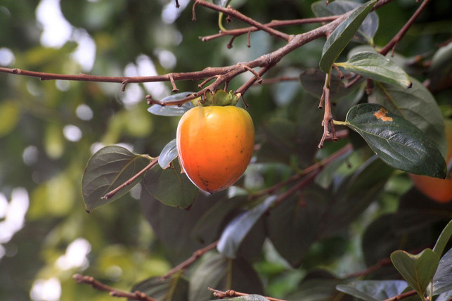 die-nicht-adstringierende-sorte-persimon-kannst-du-cc0-pixabay-gray_rhee-231201_download Die nicht-adstringierende Sorte Persimon kannst du wie einen Apfel essen: mit Schale und geschnitten.