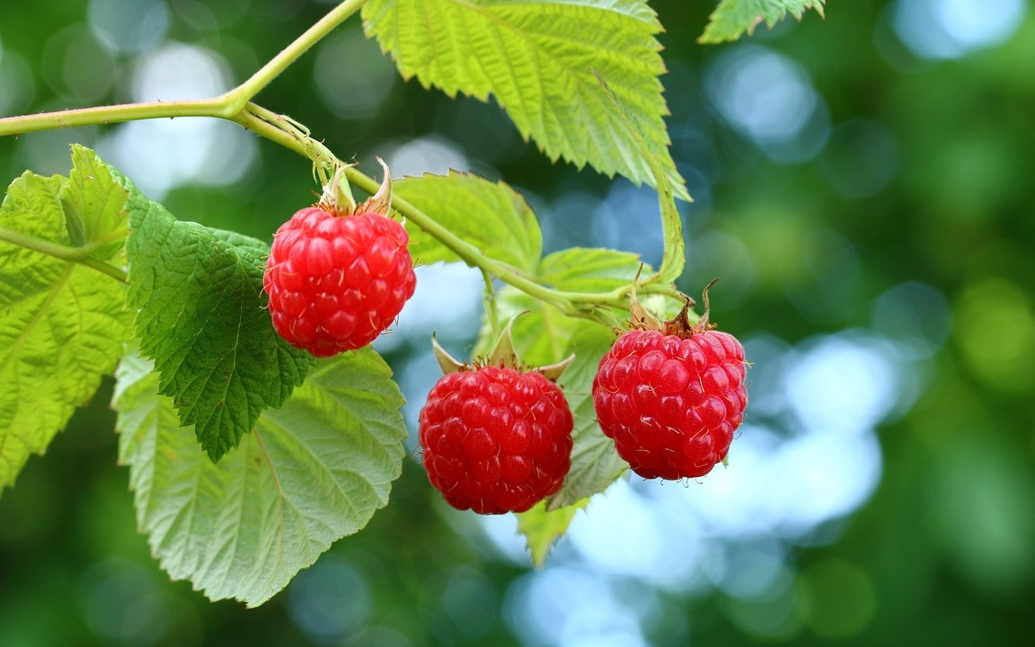 Himbeeren dngen: Richtiger Zeitpunkt und geeignete Pflanzendnger -  Utopia.de