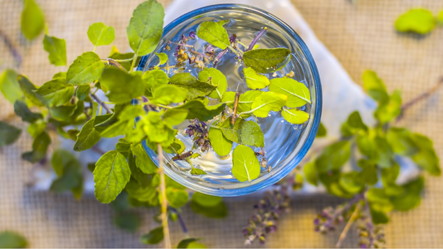 tulsi-tee-colourboxde-230308 tulsi-tee