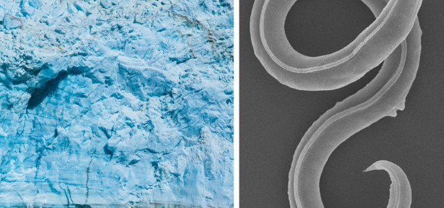 Fadenwürmer können Jahrtausende im Permafrost überleben