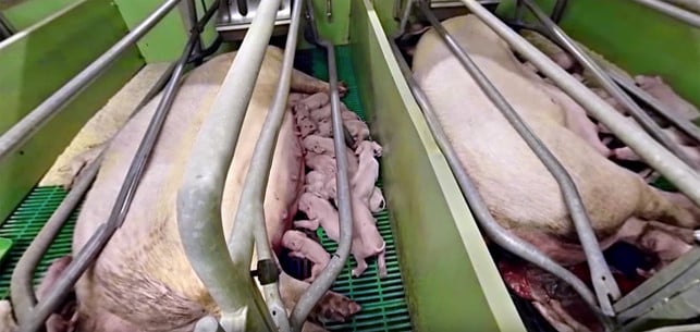 bilder-konsum-massentierhaltung-s-AnimalEquality-Germany-160809-1280x608 Folgen unseres Konsums: Massentierhaltung