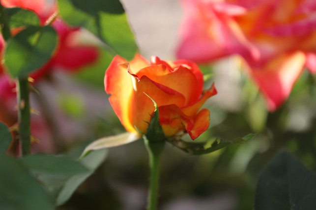 alte-rosenarten-duften-intensiver-als-moderne-zuech-cc0--pixabay--goranh-250814_download Alte Rosenarten duften intensiver als moderne Züchtungen.