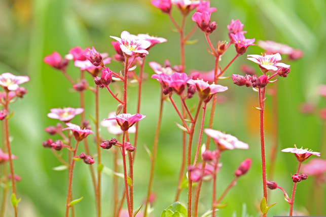 seifenkraut-wurde-traditionell-als-waschmittel-ben-cc0--pixabay--kriemer-250515_download Seifenkraut wurde traditionell als Waschmittel benutzt.