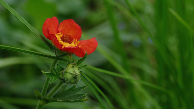 nelkenwurz-blueht-in-leuchtenden-farben-cc0-pixabay-diefia-190927_download Nelkenwurz blüht in leuchtenden Farben.