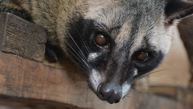 zibetkatze-zibet-cc0-pixabay-mmg58-210322 Zibetkatze Zibet