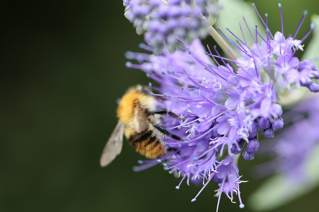 bienen-lieben-die-phacelia-wegen-ihres-pollen-und-cc0-pixabay-nennieinszweidrei-200422_download Bienen lieben die Phacelia wegen ihres Pollen- und Nektarangebots.