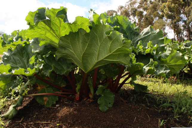 rhabarber-und-erdbeeren-vertragen-sich-sowohl-im-cc0-pixabay-eiston-250403_download Rhabarber und Erdbeeren vertragen sich – sowohl im Garten als auch auf dem Teller.