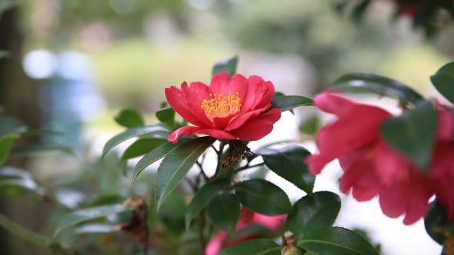 Kamelie Pflege und PflanzTipps für die winterharte Blume Utopia.de