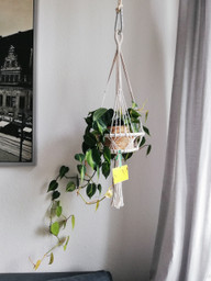 philodendron-waechst-schnell-und-bestaendig-utopia-julia-kloss-200530_download Philodendron wächst schnell und beständig.