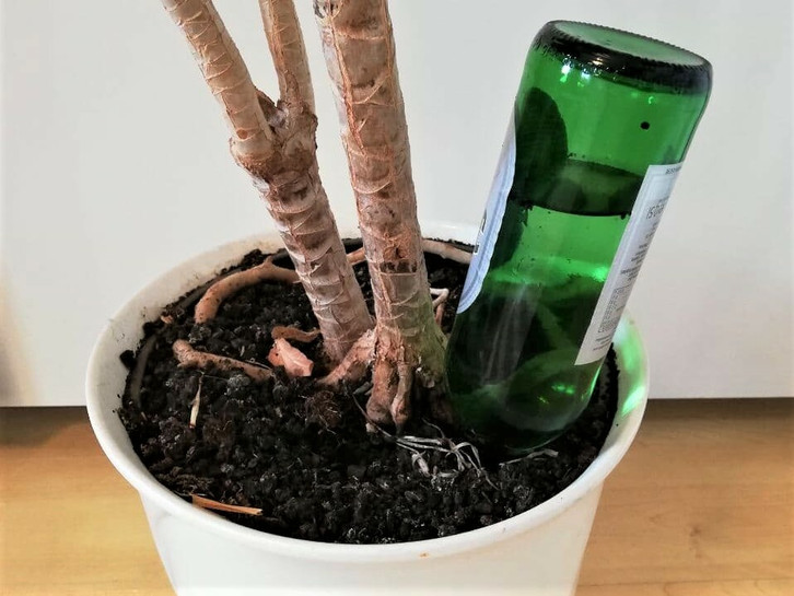 Pflanzen bewssern im Urlaub: DIY-Bewsserungsideen - Utopia.de