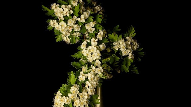 weissdorn-cc0-pixabay-siala-190828 weißdorn