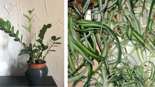 zimmerpflanzen-bei-wenig-licht-lea-hermann-utopia-und-cco-pixabay-structur-221206 Zimmerpflanzen bei wenig Licht