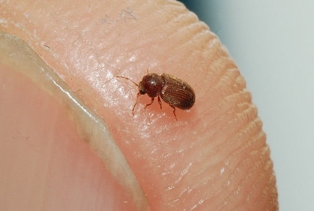 der-brotkaefer-wird-umgangssprachlich-auch-als-buech-kamran-wikipedia-en-gfdl-httpwwwgnuorgco-180608_download Der Brotkäfer wird umgangssprachlich auch als Bücherwurm bezeichnet.