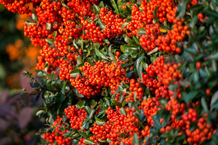 hecke dngen hornspne Purgrn Hainbuchenhecke-Dnger 1 kg