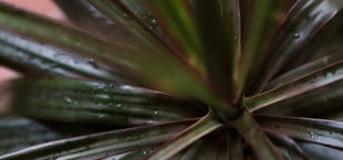 Nicht nur Wasser und Nährstoffe: Was Zimmerpflanzen noch brauchen – wichtige Alltagsroutine