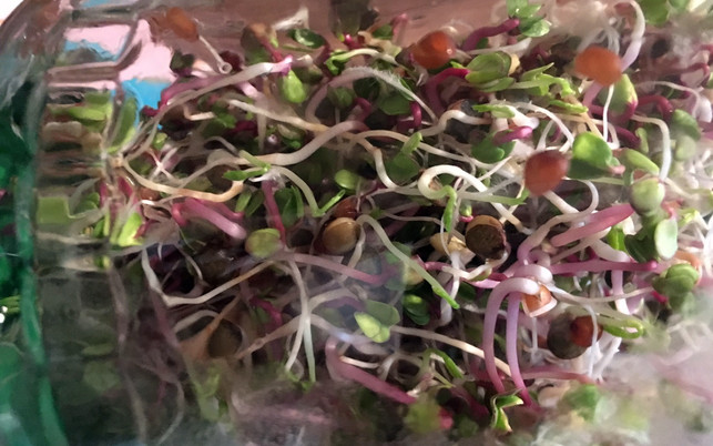 sprossen-ziehen-u-fertig-sprosse-161107-1280x800 Sprossen ziehen: so einfach gelingt es zu Hause