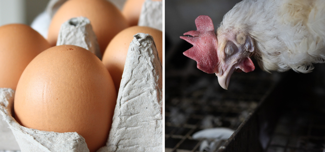 Bio-Eier sind "gute Eier"? Recherche zeigt grausame Zustände