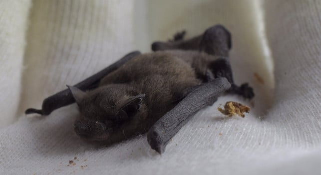 hast-du-eine-verletzte-fledermaus-gefunden-wende-cc0-pixabay-aixklusiv-191209_download Hast du eine verletzte Fledermaus gefunden, wende dich an den Naturschutzbund.