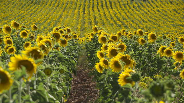sonnenblumenoel-test-oekotest-pb-mlmfotografias-210728-1280x720 Das Öl aus den Kernen der Sonnenblume ist in Deutschland äußerst beliebt.