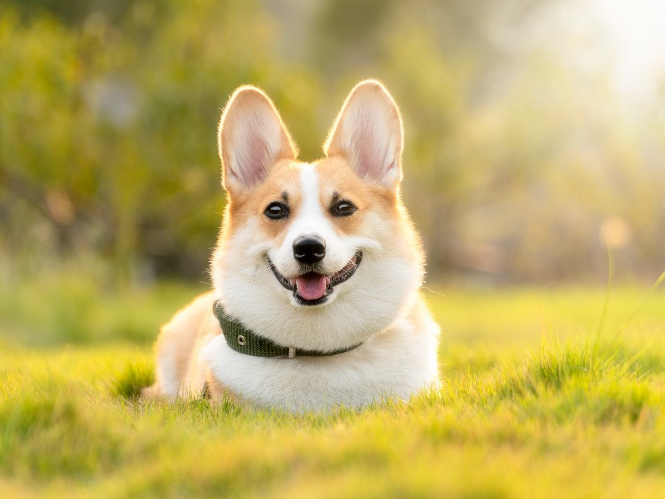 Giftige Pflanzen fr Hunde: Hier solltest du besonders wachsam sein -  Utopia.de