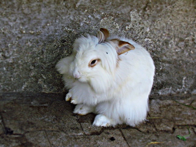 angora-kaninchen-leiden-fuer-die-wollproduktion-cc0-pixabay-kasiaczernik-191230_download Angora Kaninchen leiden für die Wollproduktion