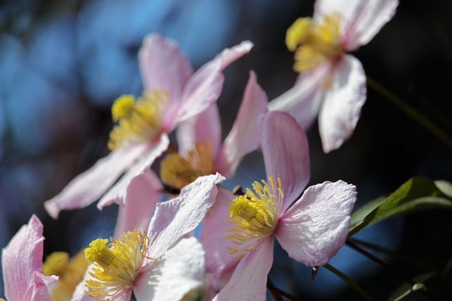 die-bluetezeit-ist-der-ideale-zeitpunkt-um-die-cle-cc0-pixabay-kriemer-210121_download Die Blütezeit ist der ideale Zeitpunkt, um die Clematis zu vermehren, weil sie jetzt besonders viel Energie hat.