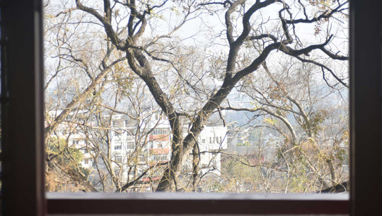 Wie viele Bäume stehen vor deinem Fester? 3-30-300-Regel beeinflusst Psyche Wie viele Bäume stehen vor deinem Fester? 3-30-300-Regel beeinflusst Psyche