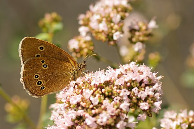 oregano-freut-auch-schmetterlinge-cc0-pixabay-mirey2222-230709_download Oregano freut auch Schmetterlinge.