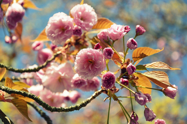 Um möglichst viele Blüten zu bekommen, kannst du die Japanische Nelkenkirsche mit organischem Dünger düngen.