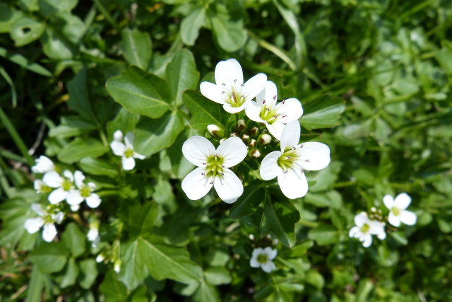 Mustard oils are also found in watercress and other plants.