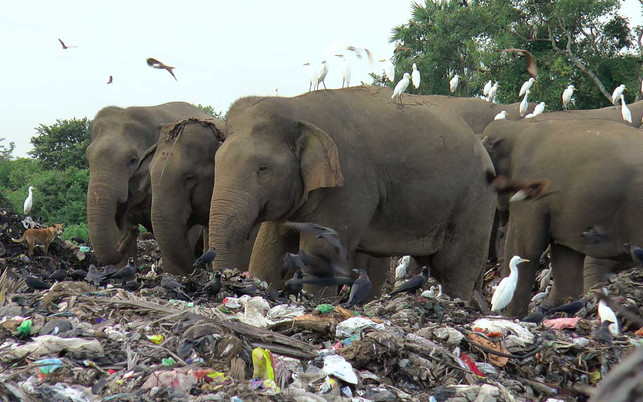 elefanten-essen-muell-z-dpa-Achala-Pussalla-220118-1280x800-1 Wilde Elefanten suchen auf einer offenen Mülldeponie im Dorf Pallakkadu im Bezirk Ampara, etwa 210 Kilometer östlich der Hauptstadt Colombo, nach Nahrung.