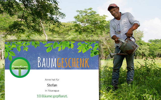 Primaklima Baumurkunde Geschenk mit Sinn Primaklima Baumurkunde Geschenk mit Sinn
