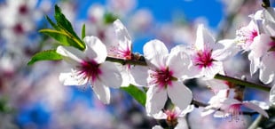 Mandelbaum winterhart