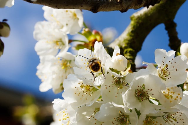 Wenn du dir einen bienenfreundlichen Garten wünschst, solltest du dir einen Kirschbaum pflanzen.