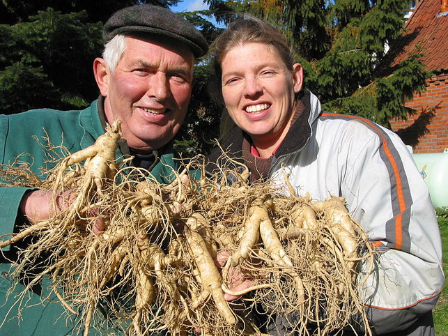 800px-Ginsengernte_in_Walsrode Ginseng wird inzwischen auch in Deutschland angebaut: hier die Ernte in der FloraFarm, Walsrode.