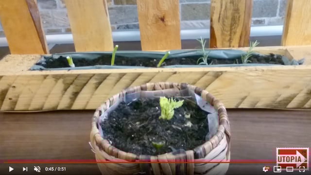 Gemüse anbauen: Diese 4 Lebensmittel wachsen immer wieder nach Gemüse anbauen: Diese 4 Lebensmittel wachsen immer wieder nach