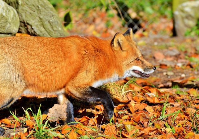 Fuchs im Garten Das solltest du tun Utopia.de