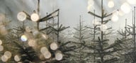 Weihnachtsbäume: ohne Gift – aus der Region Besser Bio-Weihnachtsbäume – das sind ökologische, regionale Alternativen