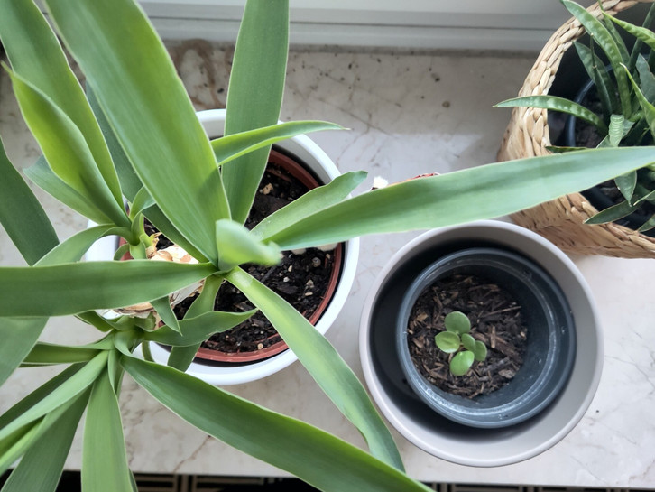 Yucca-Palme vermehren: So geht's - Utopia.de