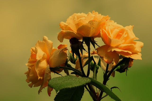 du-musst-junge-rosen-haeufiger-giessen-als-aeltere-cc0--pixabay--couleur-250521_download Du musst junge Rosen häufiger gießen als ältere.