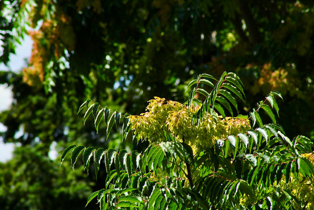 der-goetterbaum-ist-eine-invasive-pflanzenart-cc0--pixabay--traveleronearth-251016_download Der Götterbaum ist eine invasive Pflanzenart.