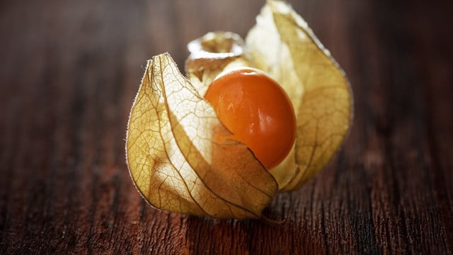 physalis-cc0-pixabay-pezibear-180830 Physalis