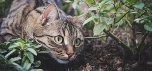 Vogelschutz Katzen