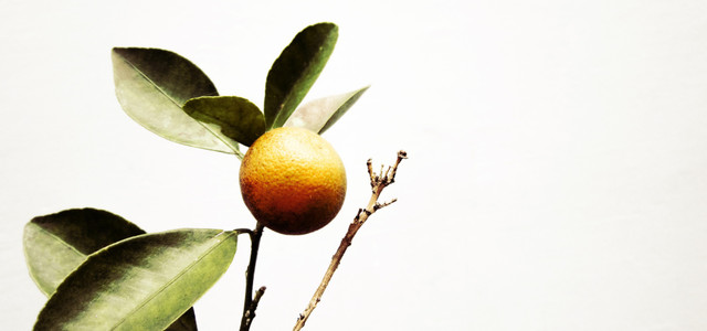 Obst von Zimmerpflanzen ernten? Ist das realistisch - Utopia.de