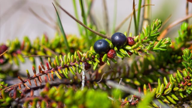 kraehenbeere-crowberry-cc0-pixabay-fotoblend-241219 krähenbeere crowberry