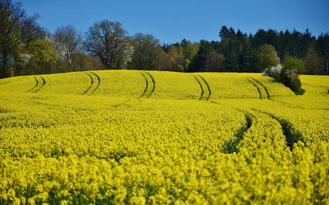 monokultur_01_180406_1280x800 Monokulturen tragen zum Bienensterben bei