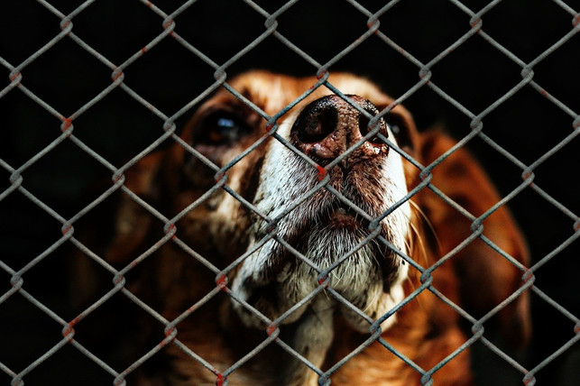 wenn-du-einen-alten-hund-adoptierst-musst-du-ueber-cc0-pixabay-alexas_fotos-220729_download Wenn du einen alten Hund adoptierst, musst du über seine Eigenheiten Bescheid wissen.