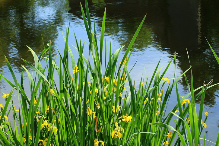 Wasserlilie pflanzen und pflegen  auch als Zimmerpflanze - Utopia.de